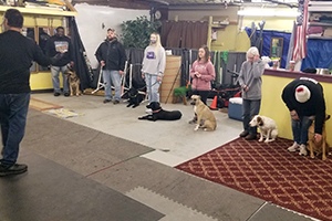 Dog training classes: Brain training for dogs – K.C. Corner Shop